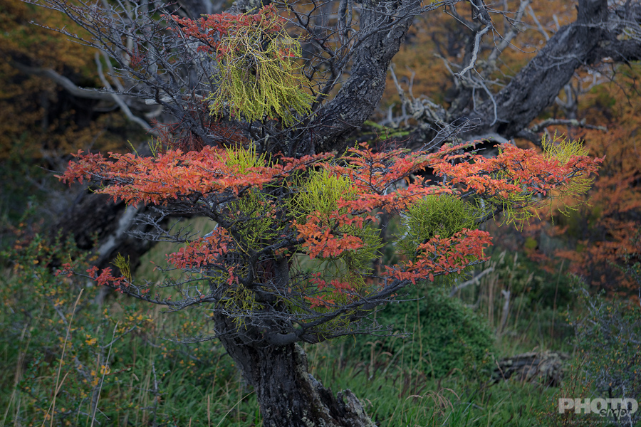 Patagonia
