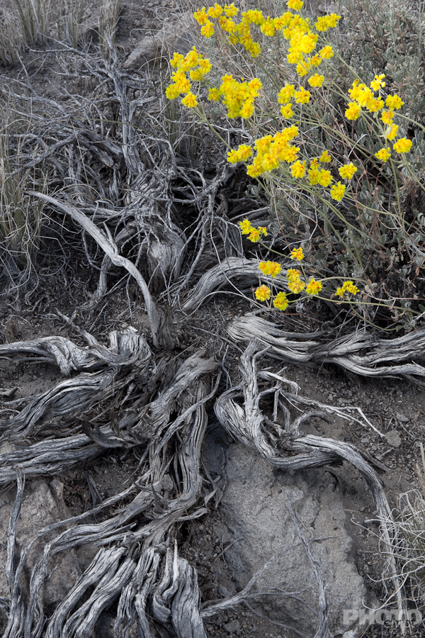 Eastern Sierras, California